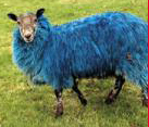Not a Black sheep: One from a previous 'gig'!