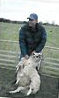 Relaxed sheep