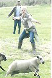 Shepherd - Who, Us? (Not us in the pic but you get the idea)