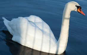 Swan